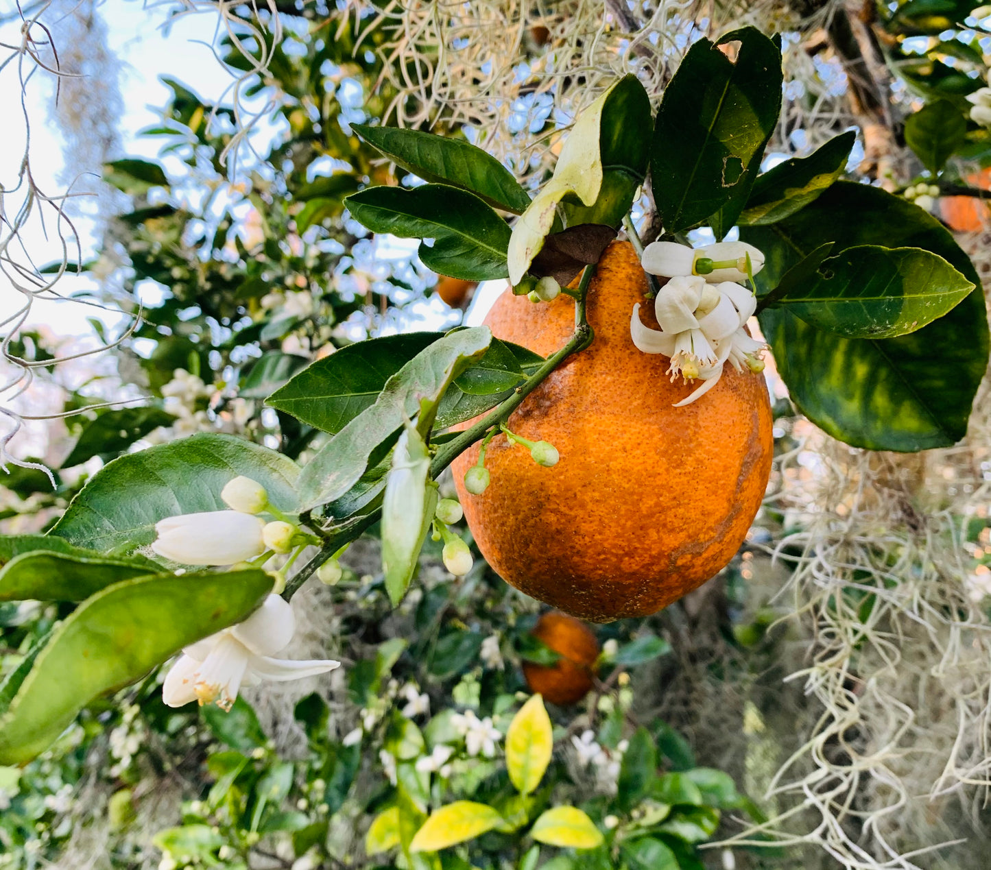 Orange Blossom Tree
